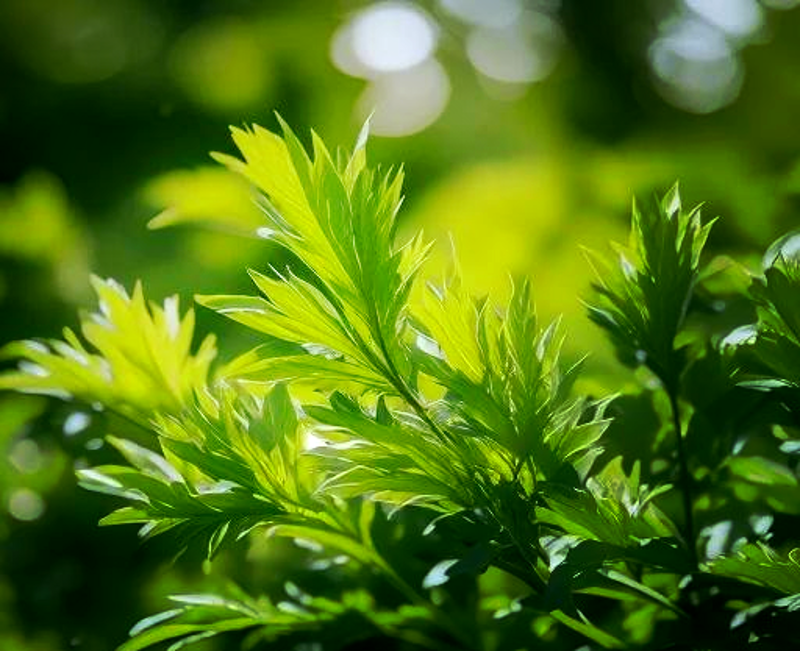 艾草精油：源自大自然的温柔守护