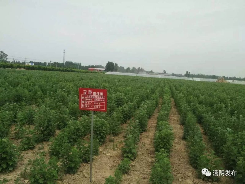 南阳艾草：千年瑰宝焕发出今朝光彩