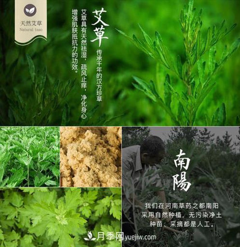 南阳艾草：传统养生的现代魅力